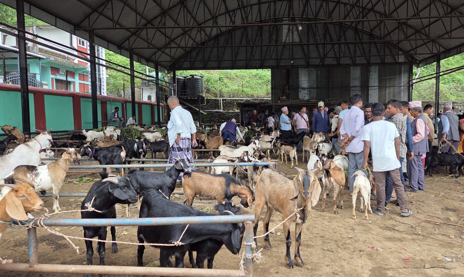 चाडपर्व नजिकिएसँगै धरानमा खसीबोकाको कारोबार बढ्यो