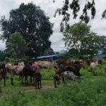 राजु भट्टराईका लागि पशुपालन दैनिकीको अभिन्न हिस्सा