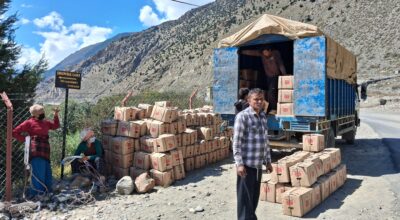 मुस्ताङबाट हालसम्म ३० प्रतिशतमात्र स्याउ निकासी