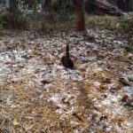 ६ महिनादेखि राहतको पर्खाइमा असिनापीडित किसान