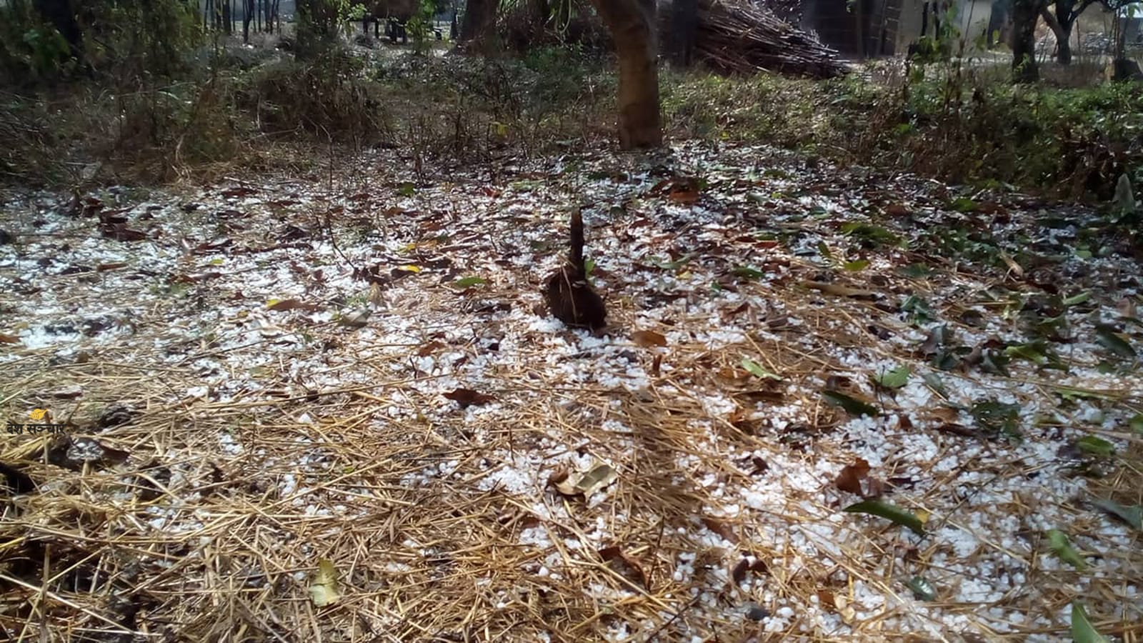 ६ महिनादेखि राहतको पर्खाइमा असिनापीडित किसान