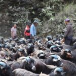 रेशमी मार्गको विरासत धानेको च्याङ्ग्रा व्यापार