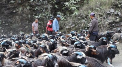 रेशमी मार्गको विरासत धानेको च्याङ्ग्रा व्यापार