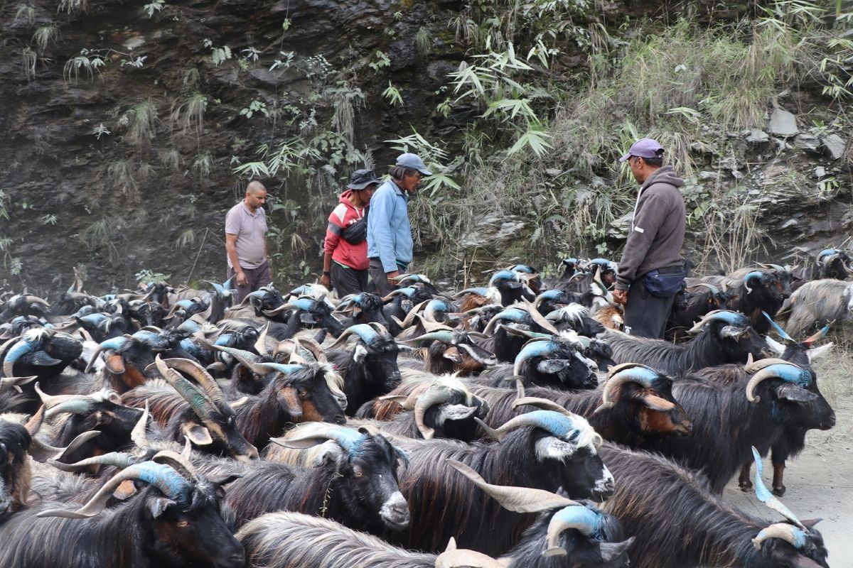 रेशमी मार्गको विरासत धानेको च्याङ्ग्रा व्यापार