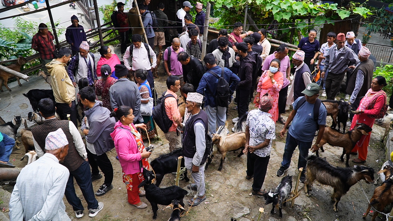 धनकुटाका हाटबजारमा दशैँको चहलपहल, खसीबोकाको माग बढ्यो