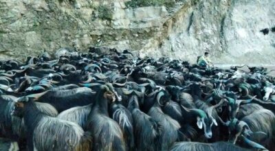 पोखरामा दसैँका लागि भेडाच्याङग्रा बिक्री गर्न हाटबजार सञ्चालन