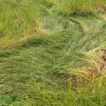 वर्षाले धान बालीमा क्षति
