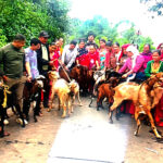 बाख्रापालनमा मालारानीका किसानको आकर्षण बढ्दो