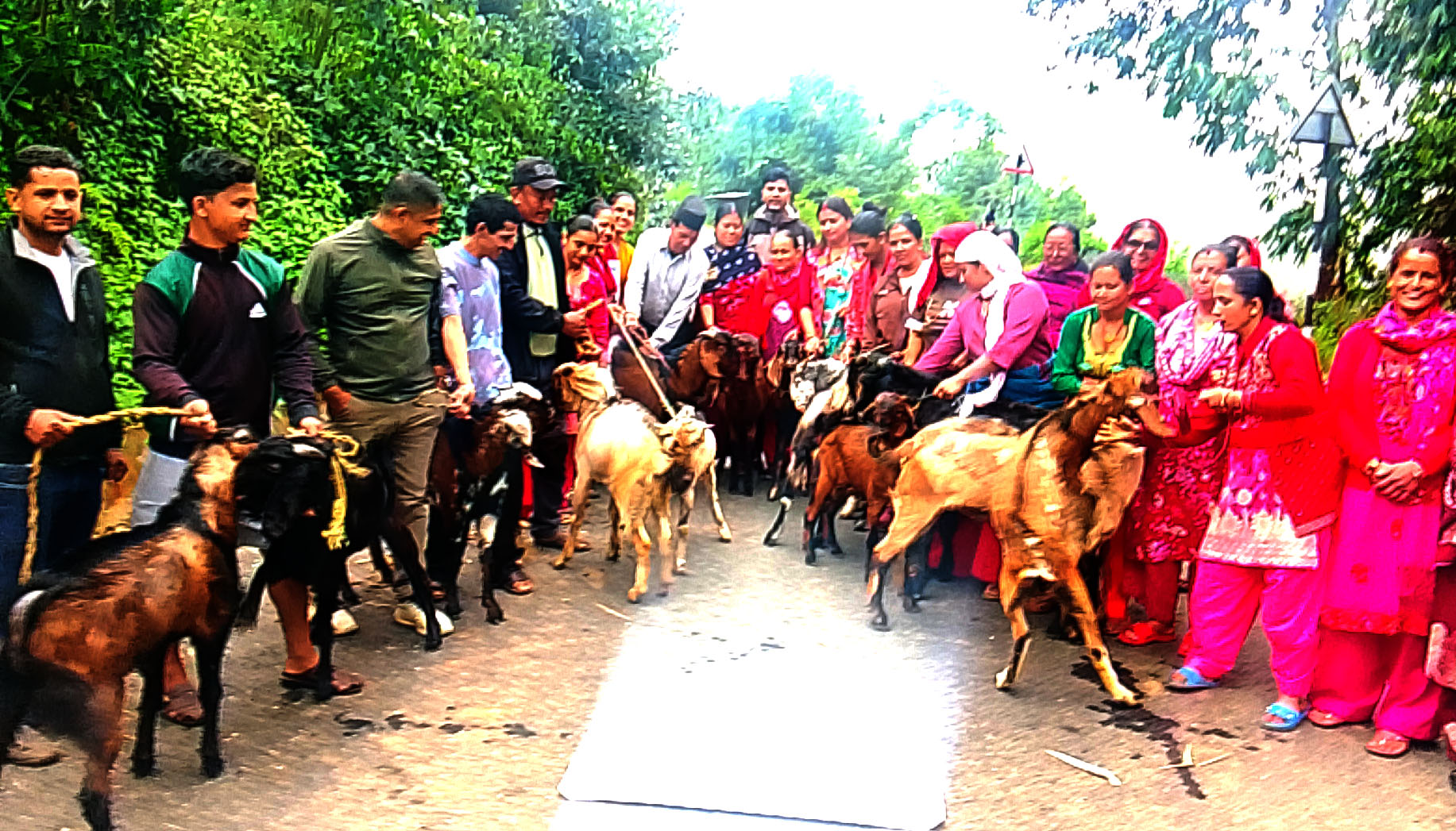 बाख्रापालनमा मालारानीका किसानको आकर्षण बढ्दो