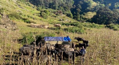 म्याग्दीका पशुगोठ बेँसी झर्न थाले