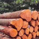धनकुटाबाट एक वर्षमा ४० करोड बढीको काठ निकासी