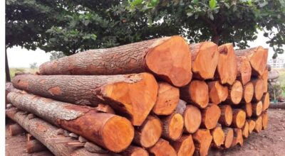 धनकुटाबाट एक वर्षमा ४० करोड बढीको काठ निकासी