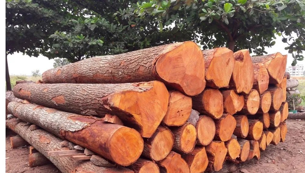 धनकुटाबाट एक वर्षमा ४० करोड बढीको काठ निकासी