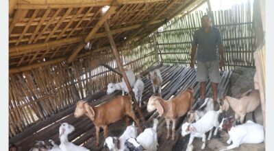 वैदेशिक रोजगारी छाडेर गाउँमै बाख्रापालनमा रमाउँदै लक्ष्मीप्रसाद