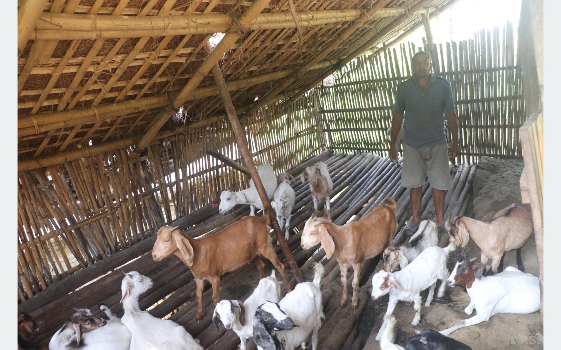 वैदेशिक रोजगारी छाडेर गाउँमै बाख्रापालनमा रमाउँदै लक्ष्मीप्रसाद
