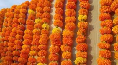 तिहार र छठमा स्थानीय फूल प्रयोग गर्न बुटवल उपमहानगरको अपिल