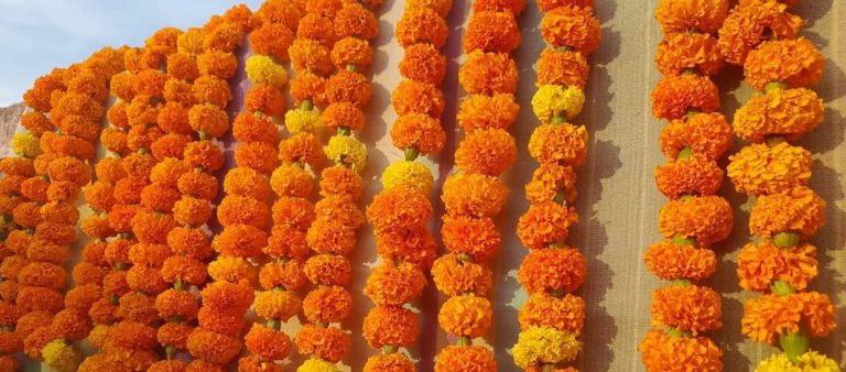तिहार र छठमा स्थानीय फूल प्रयोग गर्न बुटवल उपमहानगरको अपिल