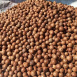 मेकाडेमिया नट खेतीमा किसानको आकर्षण