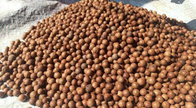 मेकाडेमिया नट खेतीमा किसानको आकर्षण
