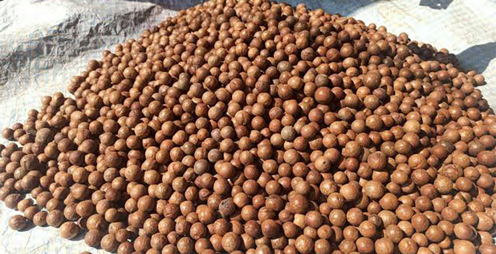 मेकाडेमिया नट खेतीमा किसानको आकर्षण