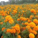 तिहारमा फूलको कारोबार ४८ करोड पुग्ने अनुमान