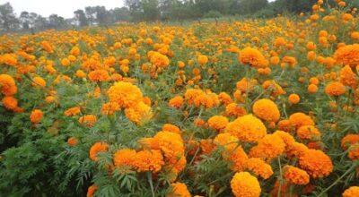 तिहारमा फूलको कारोबार ४८ करोड पुग्ने अनुमान