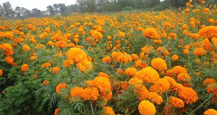 तिहारमा फूलको कारोबार ४८ करोड पुग्ने अनुमान