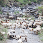 बाजुरामा चिसो बढेसँगै औल झर्न थाले भेडीगोठ