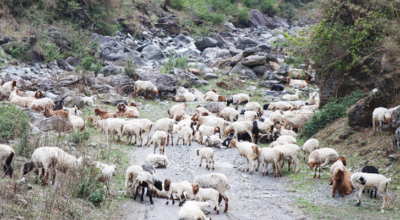 बाजुरामा चिसो बढेसँगै औल झर्न थाले भेडीगोठ