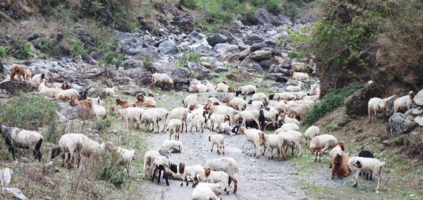 बाजुरामा चिसो बढेसँगै औल झर्न थाले भेडीगोठ