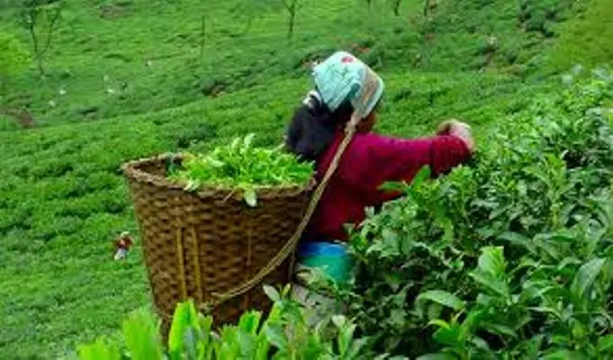 चियाको गुणस्तर सुधार्न परीक्षण प्रयोगशाला स्थापनाको पहल