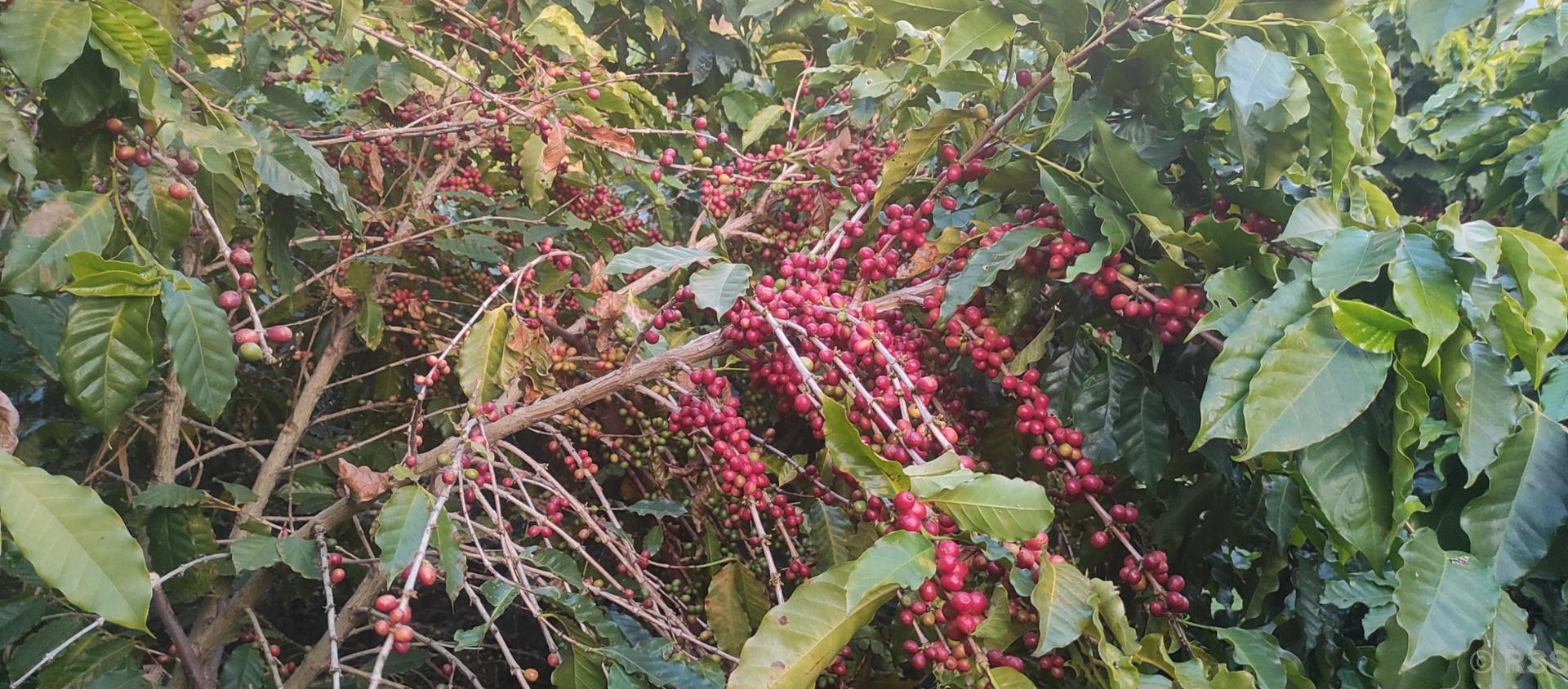 कफी खेतीबाट बढ्दै किसानको आम्दानी