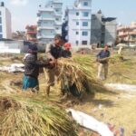 दसैँको रौनकबिच भक्तपुरका किसानलाई धान भित्र्याउने चटारो