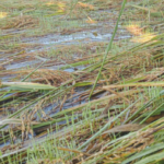 बर्दियामा वर्षाले धानबालीमा क्षति, खेतमै उम्रियो धान
