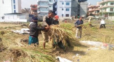 दसैँको रौनकबिच भक्तपुरका किसानलाई धान भित्र्याउने चटारो