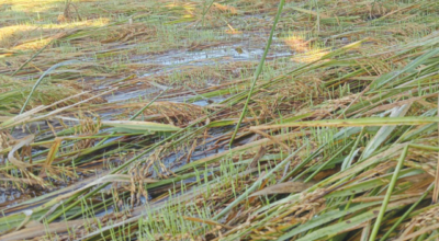 बर्दियामा वर्षाले धानबालीमा क्षति, खेतमै उम्रियो धान