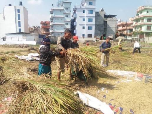 दसैँको रौनकबिच भक्तपुरका किसानलाई धान भित्र्याउने चटारो