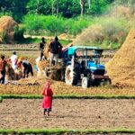 खाद्य व्यवस्थाले निर्धारण गरेको मूल्यभन्दा सस्तो धान बेच्दै किसान