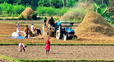 खाद्य व्यवस्थाले निर्धारण गरेको मूल्यभन्दा सस्तो धान बेच्दै किसान