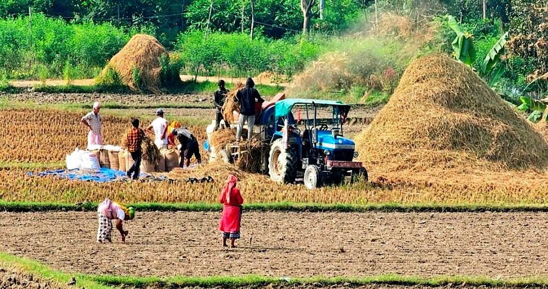 खाद्य व्यवस्थाले निर्धारण गरेको मूल्यभन्दा सस्तो धान बेच्दै किसान