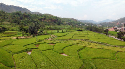 तनहुँमा तरकारी र धान खेतीको क्षेत्रफल विस्तार