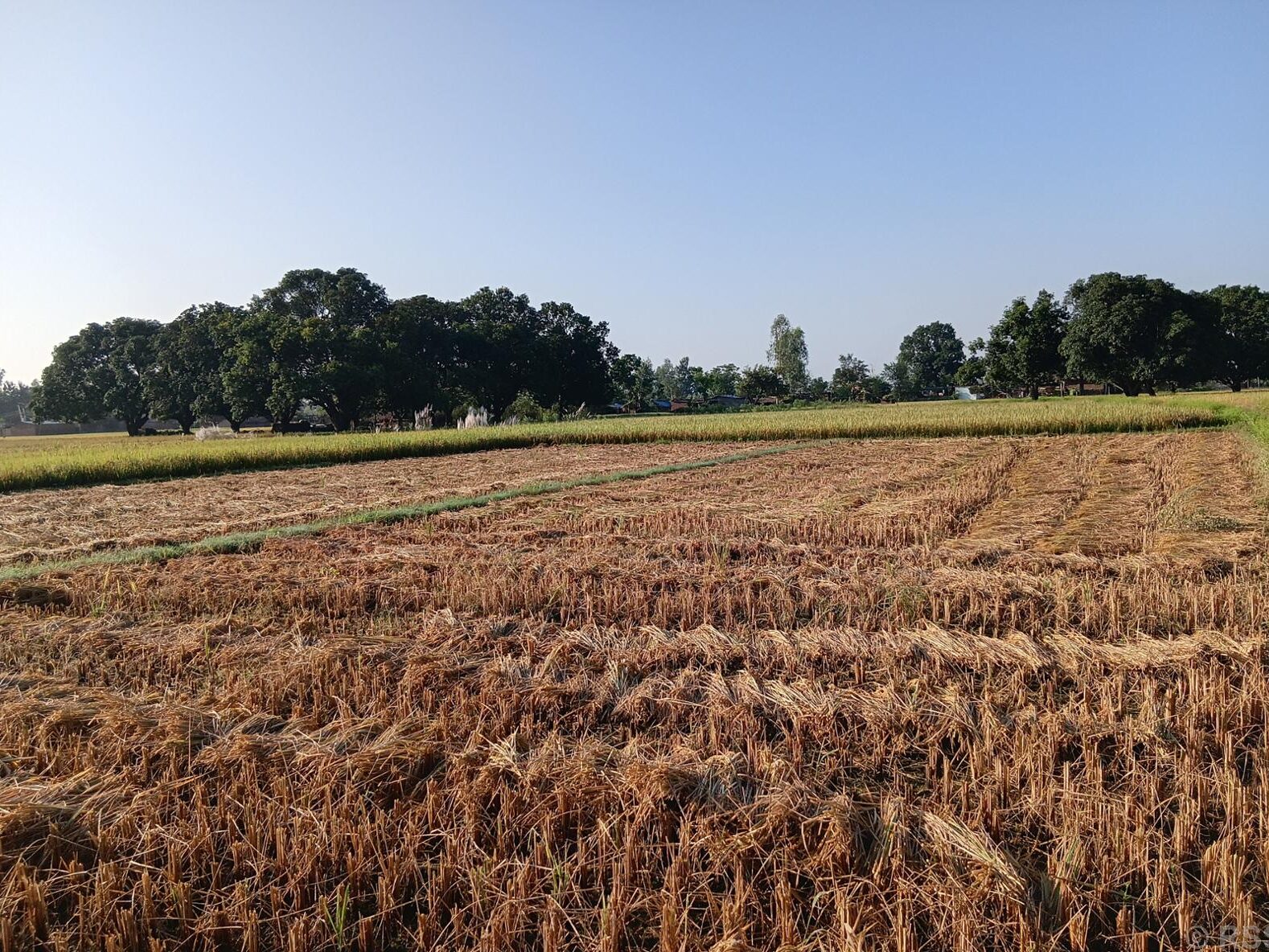 दसैँको सँघारमा किसानलाई धान भित्र्याउने चटारो