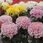 ललितपुरमा १९ औँ गोदावरी फूल प्रदर्शनी कात्तिक १२ गतेदेखि