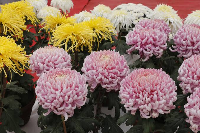 ललितपुरमा १९ औँ गोदावरी फूल प्रदर्शनी कात्तिक १२ गतेदेखि