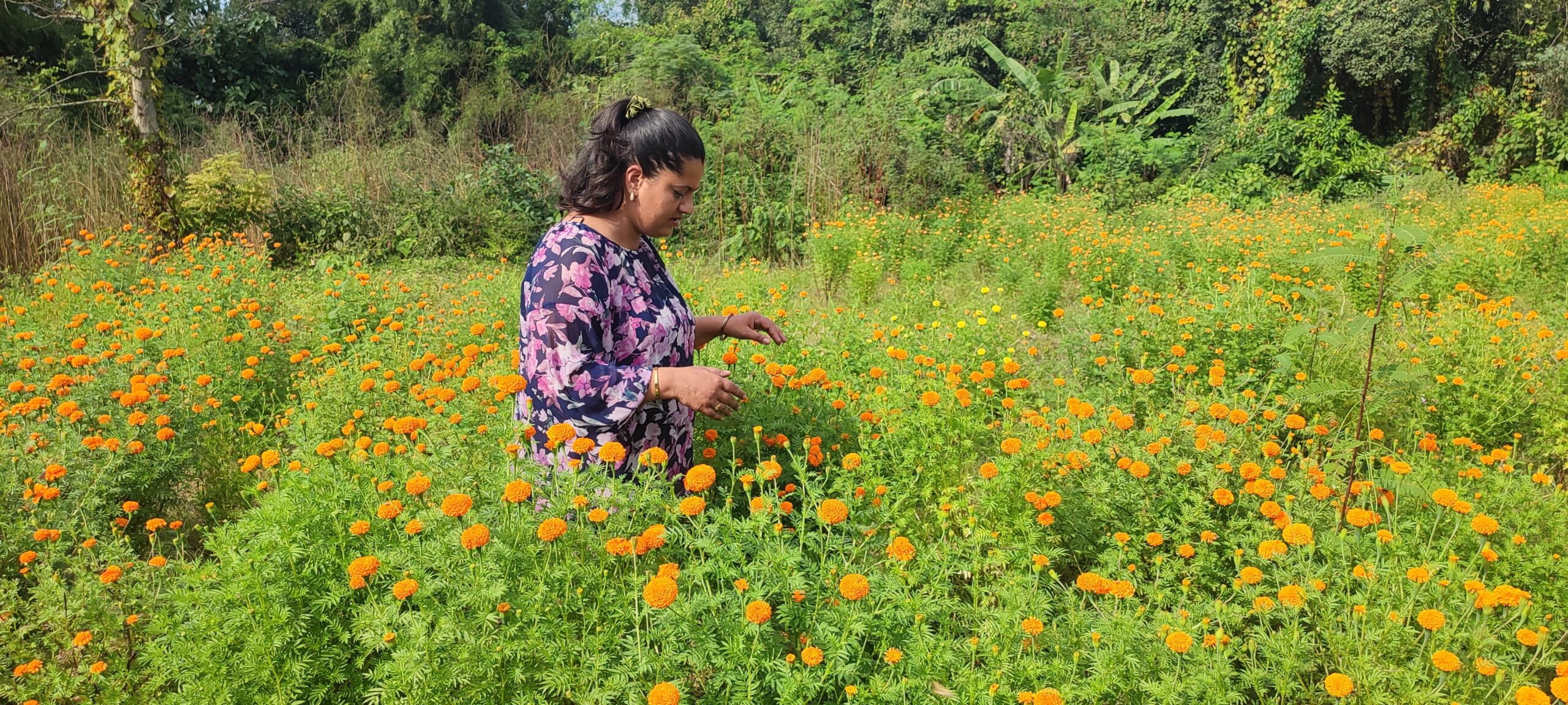 फूलको अग्रिम माग हुन थालेपछि व्यवसायी उत्साहित