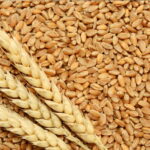 जिङ्क गहुँ-१ को व्यावसायिक उत्पादन सुरु