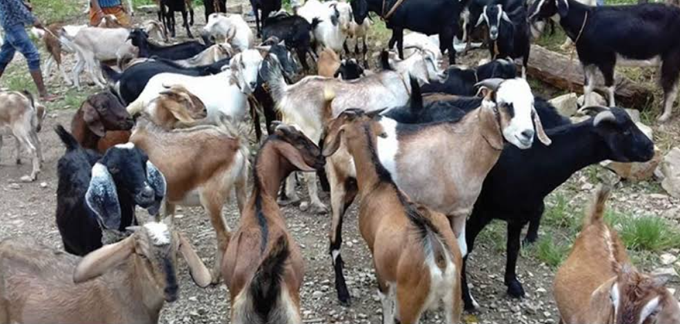 कपिलवस्तुका किसान खसीबोकाको मूल्य नपाउँदा निराश