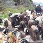 दसैँका लागि पोखरा आइपुगे डोल्पाका च्याङ्ग्रा