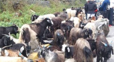 दसैँका लागि पोखरा आइपुगे डोल्पाका च्याङ्ग्रा
