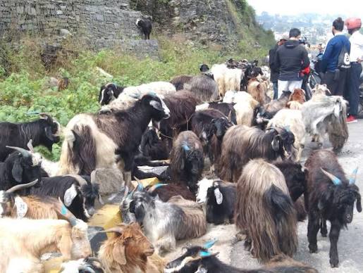 दसैँका लागि पोखरा आइपुगे डोल्पाका च्याङ्ग्रा